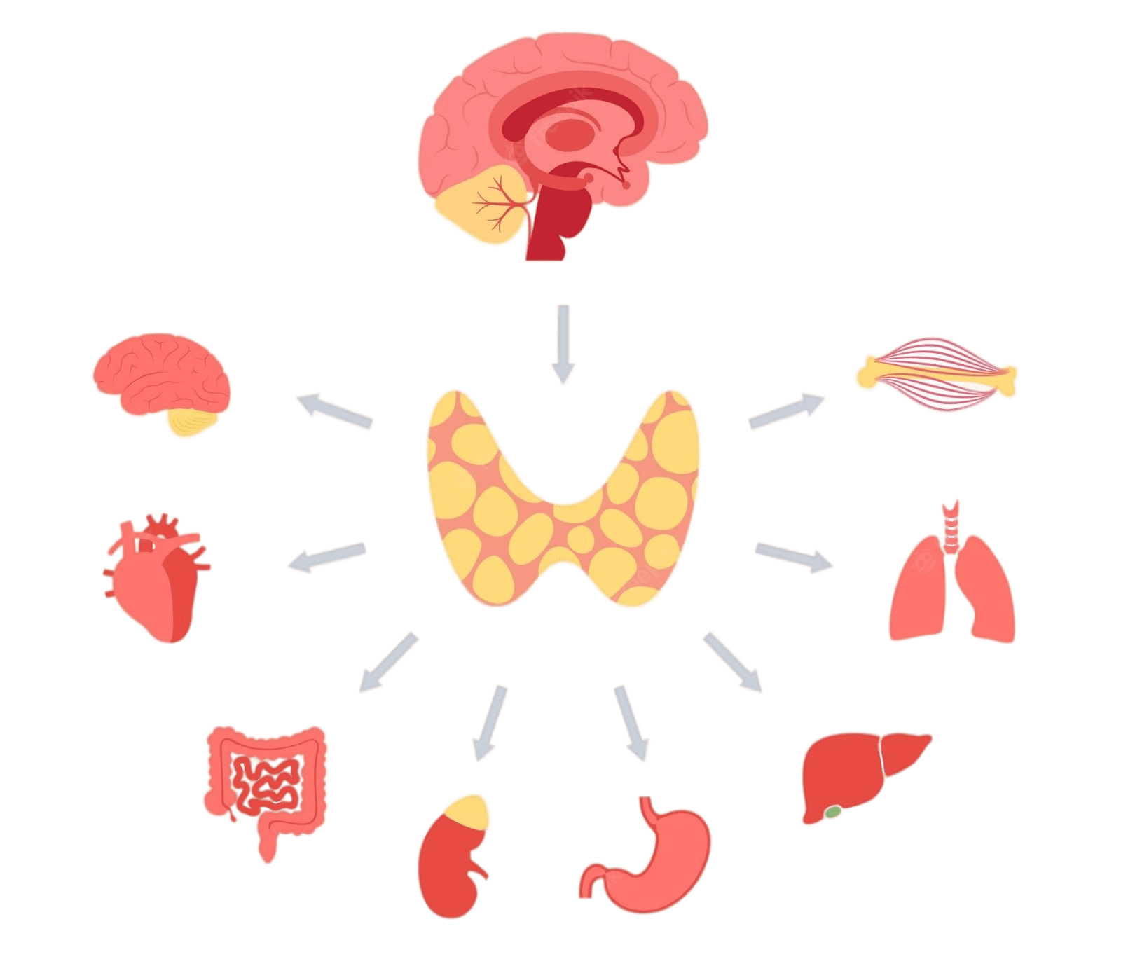 Ilustração da tireoide sendo controlada pelo cérebro, e relacionada a diversos outros órgãos: cérebro, coração, intestino, rim, estômago, fígado, pulmão e músculos/ossos.